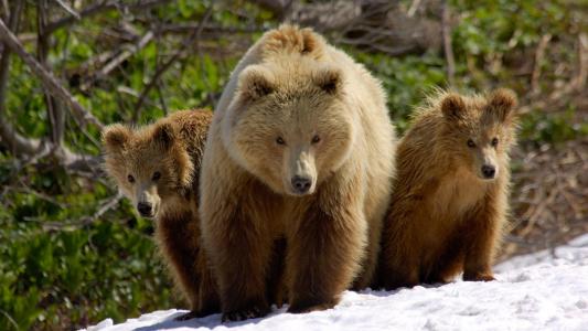 雪，熊，家庭，棕色的生物