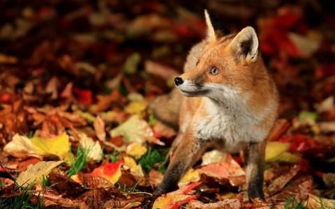 狐狸，落叶，秋天