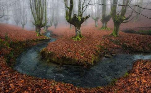 秋天的森林，阴天，大自然的神秘主义