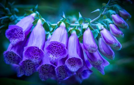照片，鲜花，紫罗兰色
