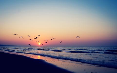日落，海，鸟