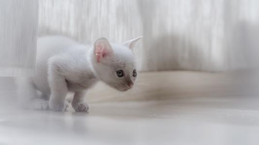 小猫，白色，看，窗帘