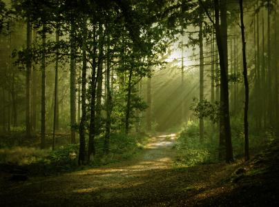 光，性质，森林，路径