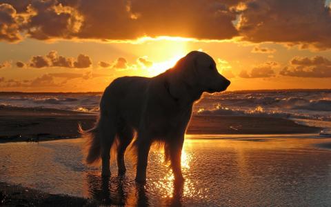 海滩，日落，沙滩，海，晚上，狗