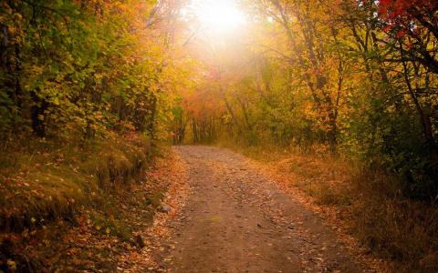 道路，森林，树木，叶子，秋天