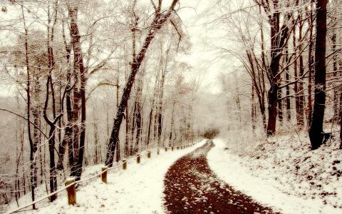 冬天，步行，路径，雪