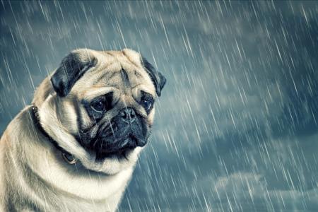 宠物，帕格在雨中