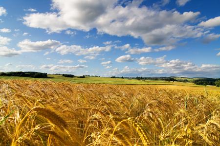 天空，夏天，小麦，领域