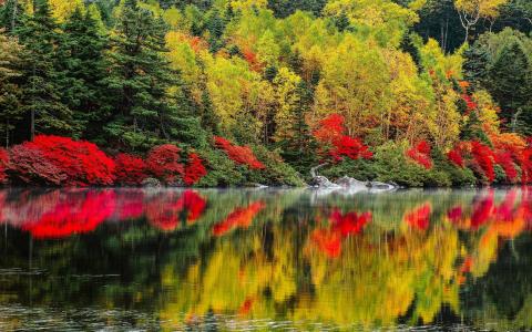 景观，性质，树，秋，湖，森林