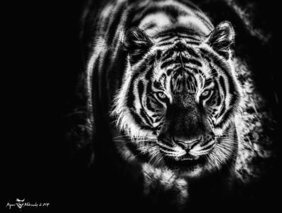老虎，查看，捕食者，胡子，黑色的背景