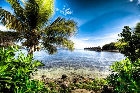 海，天空，岛，棕榈树，斐济