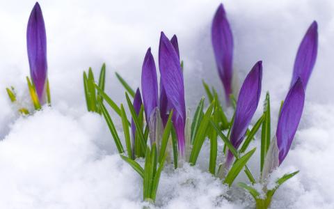 月见草，雪，番红花，紫色，芽，春天