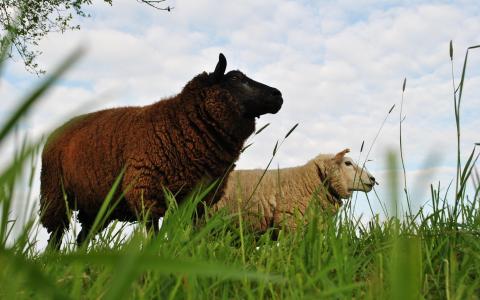 草，羊，棕色和浅色