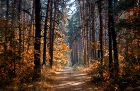 秋天，森林，树木，路径，太阳，光线，光，涂料