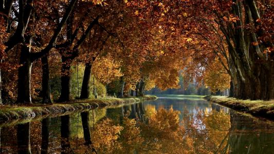 池塘，叶子，秋天