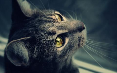 凝视，绿眼睛，灰色的猫