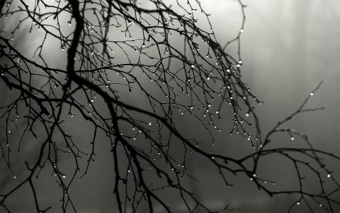 滴，雾，雨，树枝