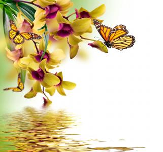 蝴蝶，photoshop，艺术，兰花，花朵，春天，美丽