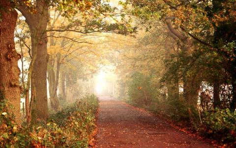 森林，秋季，性质，叶子，路径，树木，道路