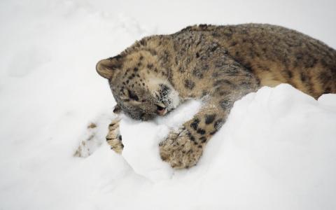 雪豹，猫，性质，冬天，捕食者，婴儿，游戏，白色背景