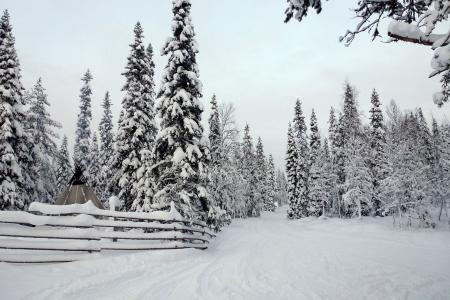 芬兰，冬天，森林，路，雪，树，美女，篱笆
