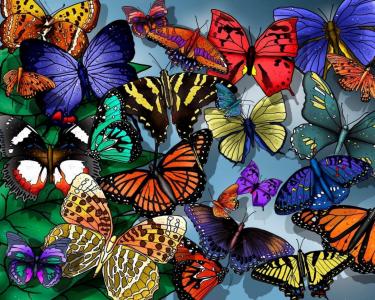 蝴蝶，美丽，容易