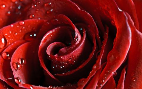 红玫瑰的花瓣，滴，饱和的色调
