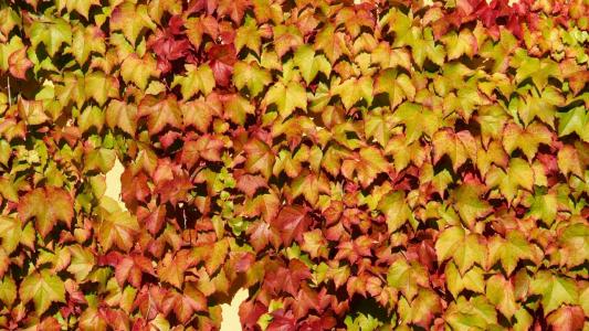 叶子，地毯，秋天