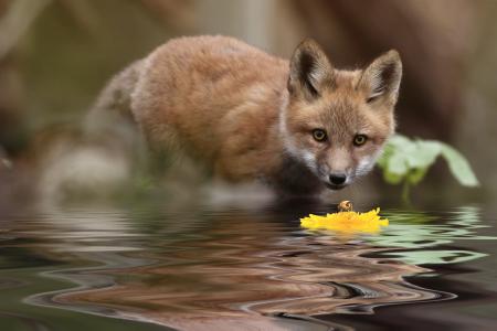 狐狸，性质，花，水