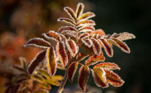 秋天，树枝，叶子，霜，Yvon Lacaille