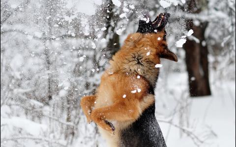 大狗，黑米色，在雪地里玩