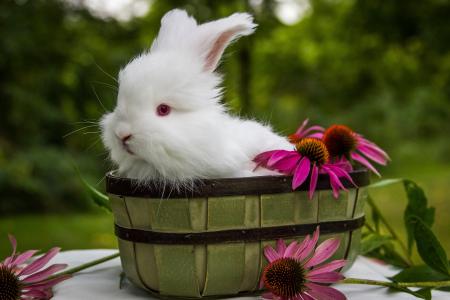 动物，兔子，桶，鲜花