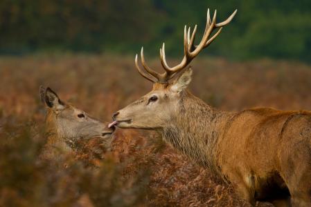 亲吻，鹿，野生动物