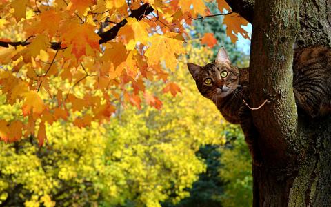 kote，秋天，叶子，树，枫叶，猫