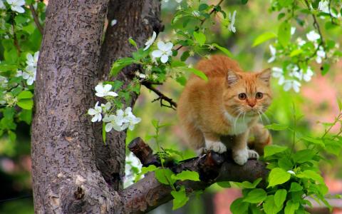 红猫，在树枝上，开花的树，春天