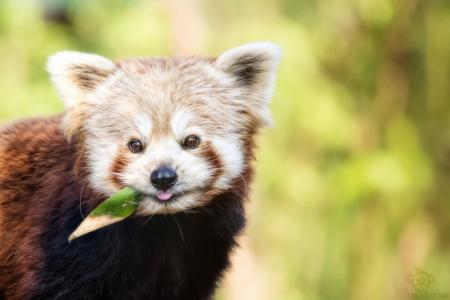 红熊猫，浅绿色背景，奶油和棕色插入