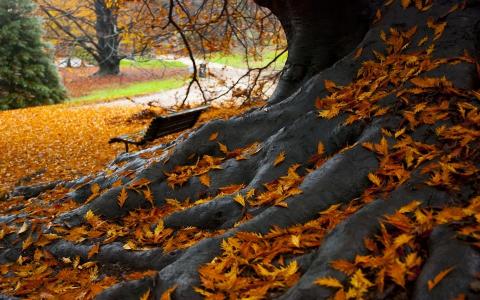 秋天，长凳，树，公园，叶子