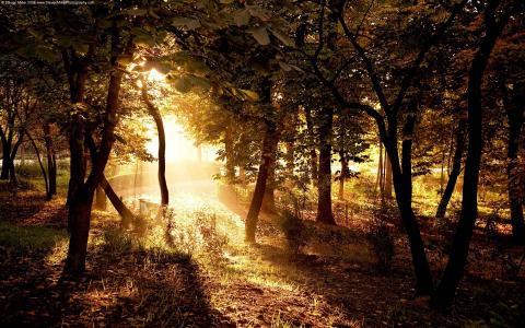 公园，树木，树枝，光线，太阳的光线