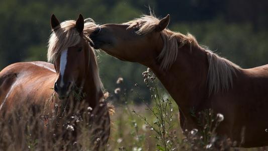 马，爱，夫妇，在牧场上