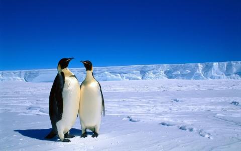 动物，企鹅，南极洲