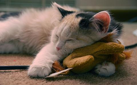 猫，浅色，睡在一个玩具的拥抱