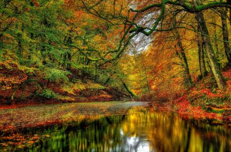 性质，秋季，森林，树木，河流，叶子