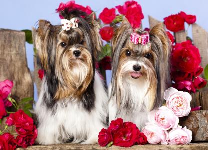 狗，鲜花，玫瑰，宏，照片，积极