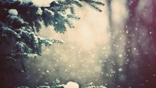 树，雪，ziam