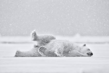 白熊，照片，性质，冬季，白色背景，雪，捕食者，构成