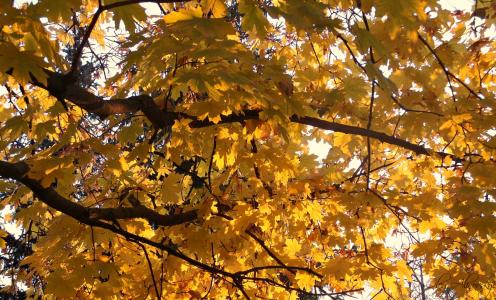 秋天，叶子，黄色的叶子，树