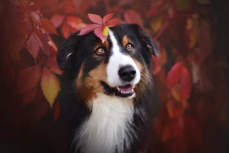 动物，狗，性质，秋天，叶子