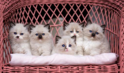 Monika Koc，幼崽，动物，小猫，布娃娃，布娃娃，椅子，枕头