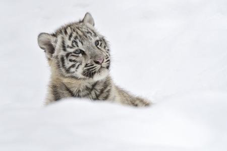 大猫，虎，幼体，视力，雪，动物