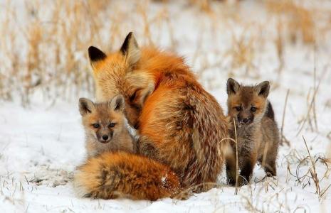 狐狸，性质，红色，冬天